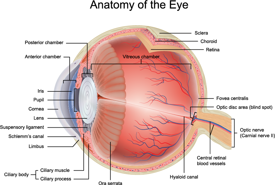 Read more about the article Anatomy of the Human Eye